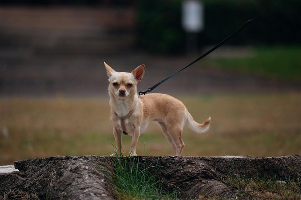 What are the most common health issues faced by UK pets?